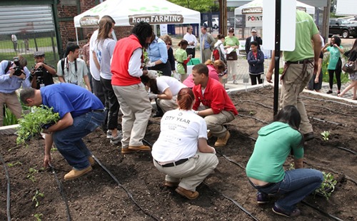 A group of people engaged in a community gardening event. They are planting seedlings in a plot with drip irrigation lines. Some people are taking photos, and others are talking or tending to the plants. Tents and more people are visible in the background.